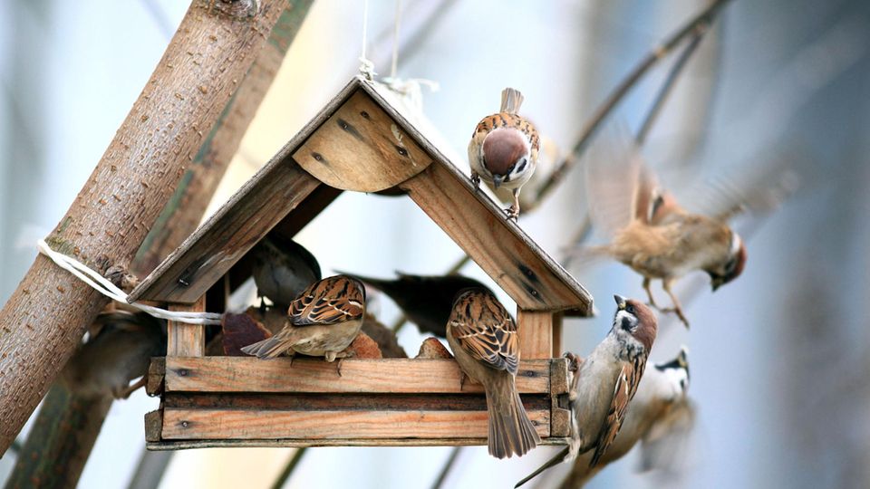 Spatzen am Vogelfutterhaus Spatzen am Vogelfutterhaus