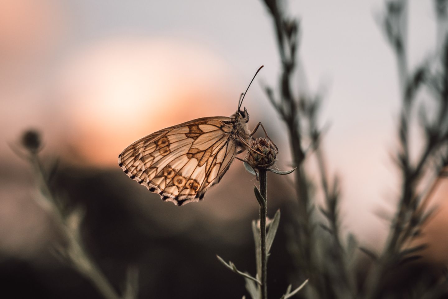 28.07.2021      "Dieses Schachbrettfalter-Weibchen konnte ich im Sonnenuntergang auf einer Wiese in Viernheim, nähe Feldrand finden! Ich hatte Glück, dass die Dame mich in Ruhe ein paar Aufnahmen machen lies trotz Restsonne!"      Kamera: Kamera Olympus OMD EM1 Mark III Objektiv Olympus M.Zuiko 60mm Macro  Mehr Fotos von Daniel Balzer