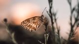 28.07.2021      "Dieses Schachbrettfalter-Weibchen konnte ich im Sonnenuntergang auf einer Wiese in Viernheim, nähe Feldrand finden! Ich hatte Glück, dass die Dame mich in Ruhe ein paar Aufnahmen machen lies trotz Restsonne!"      Kamera: Kamera Olympus OMD EM1 Mark III Objektiv Olympus M.Zuiko 60mm Macro  Mehr Fotos von Daniel Balzer