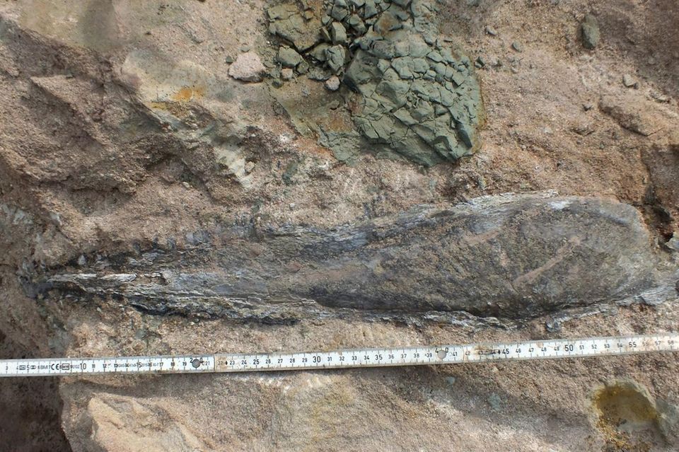 Der gefundene Dinosaurier-Kiefer ist über einen halben Meter lang