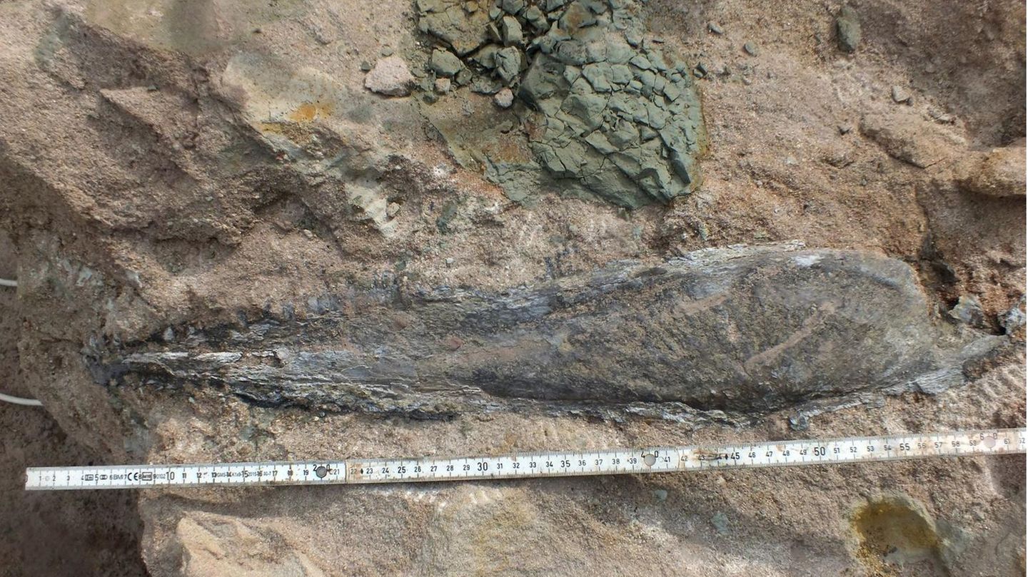 Der gefundene Dinosaurier-Kiefer ist über einen halben Meter lang