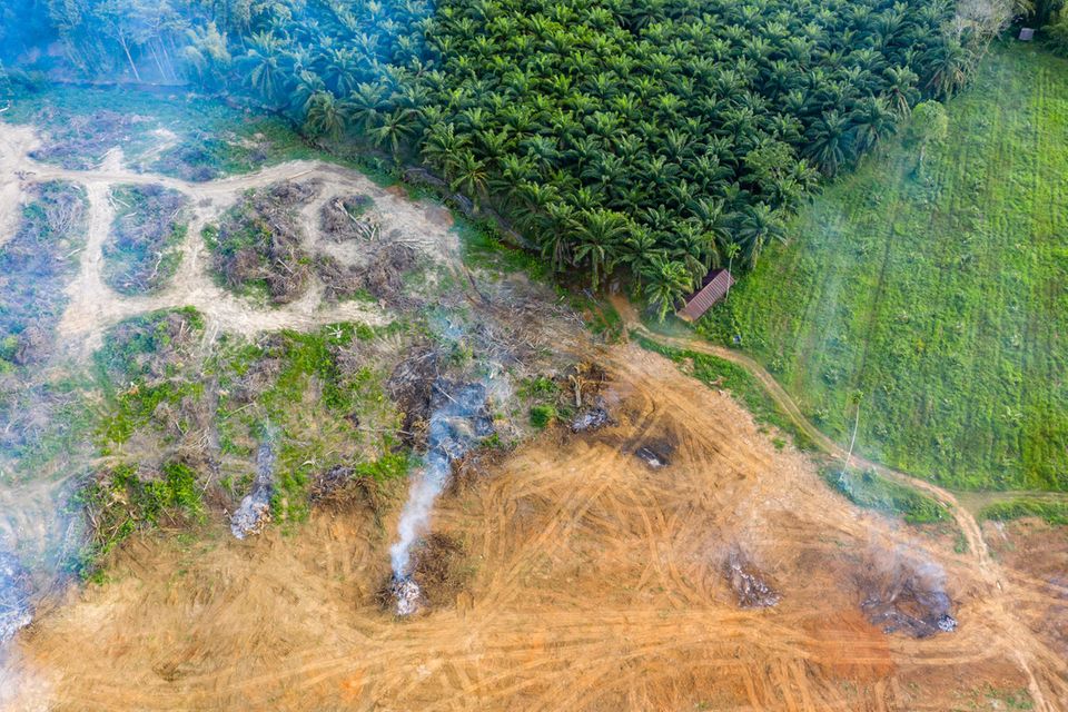 Legale und illegale Vernichtung von Regenwald - zum Beispiel für Palmölplantagen - ist eines der größten Probleme beim Klimaschutz