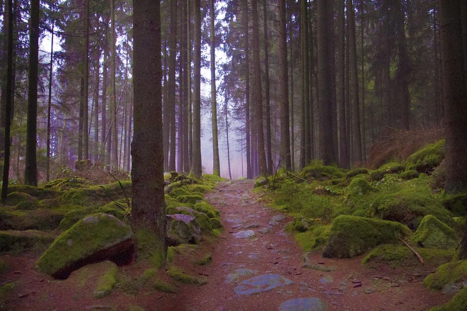 Wald in der Oberpfalz in Bayern
