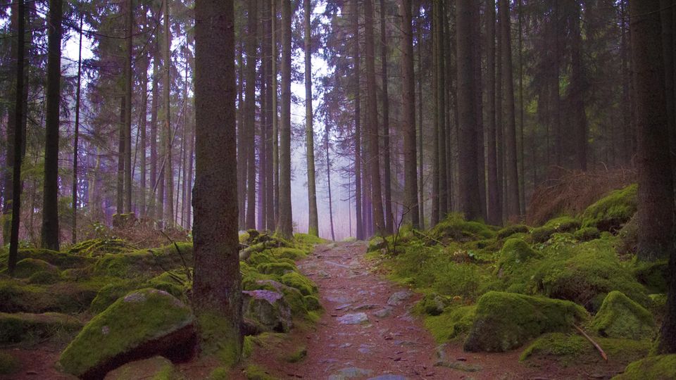 Wald in der Oberpfalz in Bayern