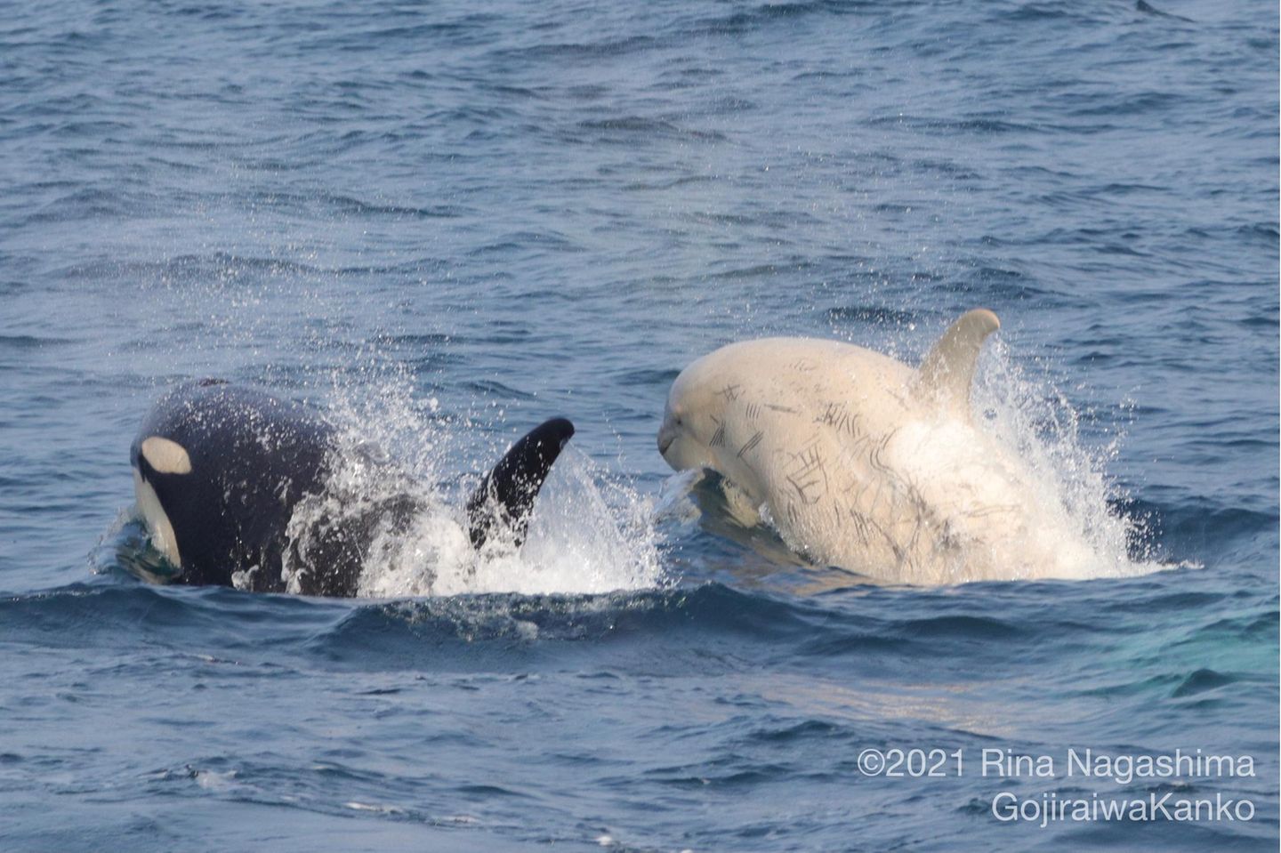 Seltener Anblick: Weiße Orcas leben mit ihren schwarz-weißen Verwandten in Familienverbänden zusammen