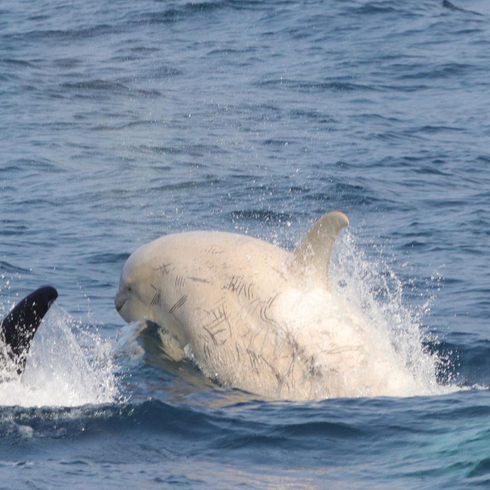 Seltener Anblick: Weiße Orcas leben mit ihren schwarz-weißen Verwandten in Familienverbänden zusammen