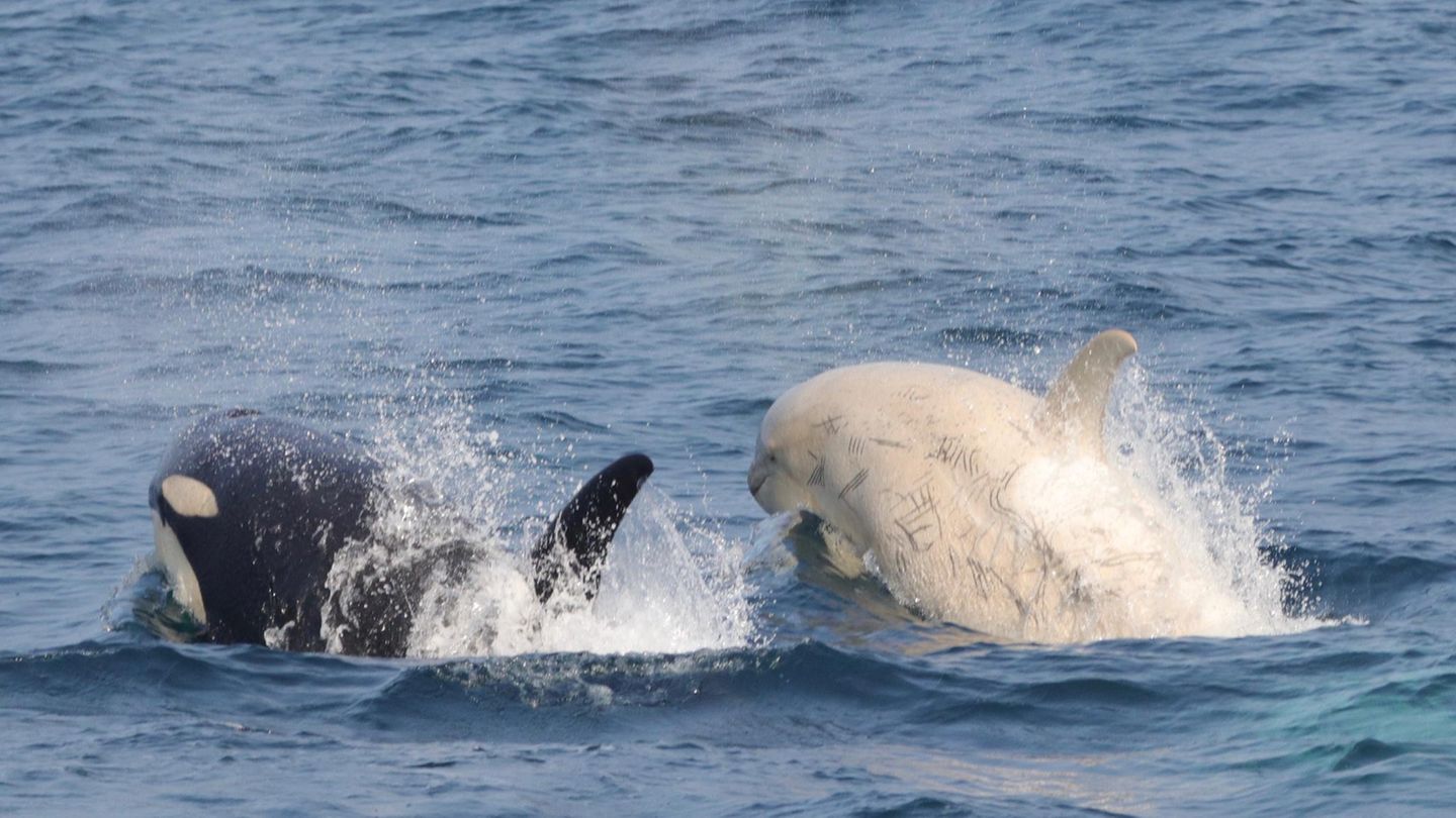 Seltener Anblick: Weiße Orcas leben mit ihren schwarz-weißen Verwandten in Familienverbänden zusammen