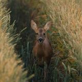30.07.2021  "Nach erfolgreicher Pirsch beobachtete mich die Ricke stetig weiter und ließ nicht von mir ab - Glück für mich, dass ich daraufhin eines meiner besten Rehwildfotos machen konnte. Früh loszuziehen, vor Sonnenaufgang, lohnt sich immer wieder, wenn man auf Begegnungen wie diese trifft. Ein unbeschreibliches Gefühl löst das aus, welches ich mit Worten nicht wirklich wiedergeben kann.  Kamera: Fujifilm X-T4 mit dem Fujinon 100-400mm, Blende 5.6, 1/1000 Sekunden, ISO 1250  Mehr Fotos von Vivienne Arnold