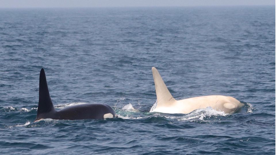 Der auffallend helle Farbton ist für die Orcas eher ein Nachteil