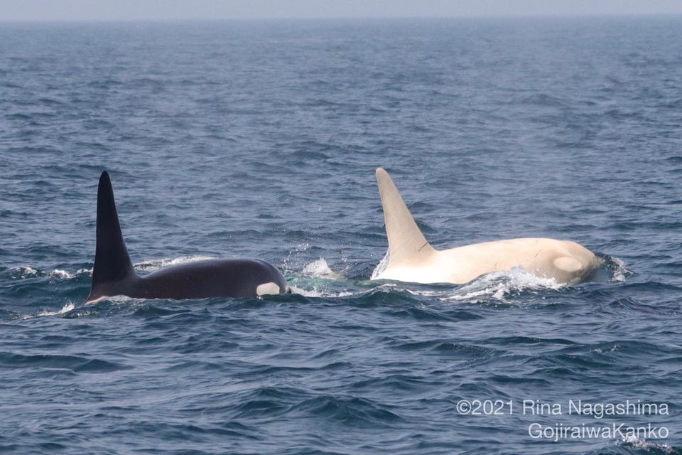 Der auffallend helle Farbton ist für die Orcas eher ein Nachteil