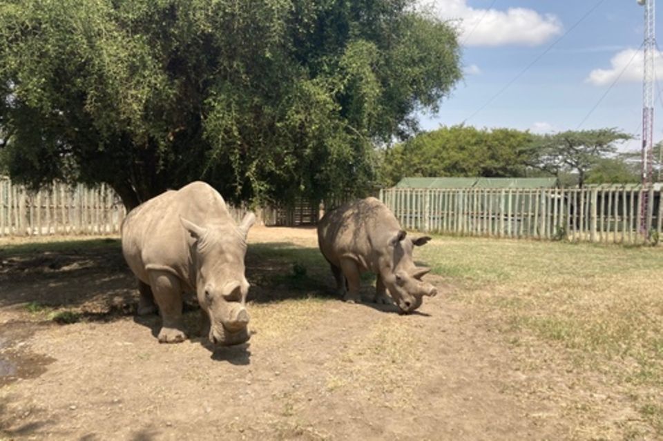 Najin (l) und Fatu (r) stehen in einem Gehege der Ol Pejeta Conservancy. Das Nördliche Breitmaulnashorn ist fast ausgestorben