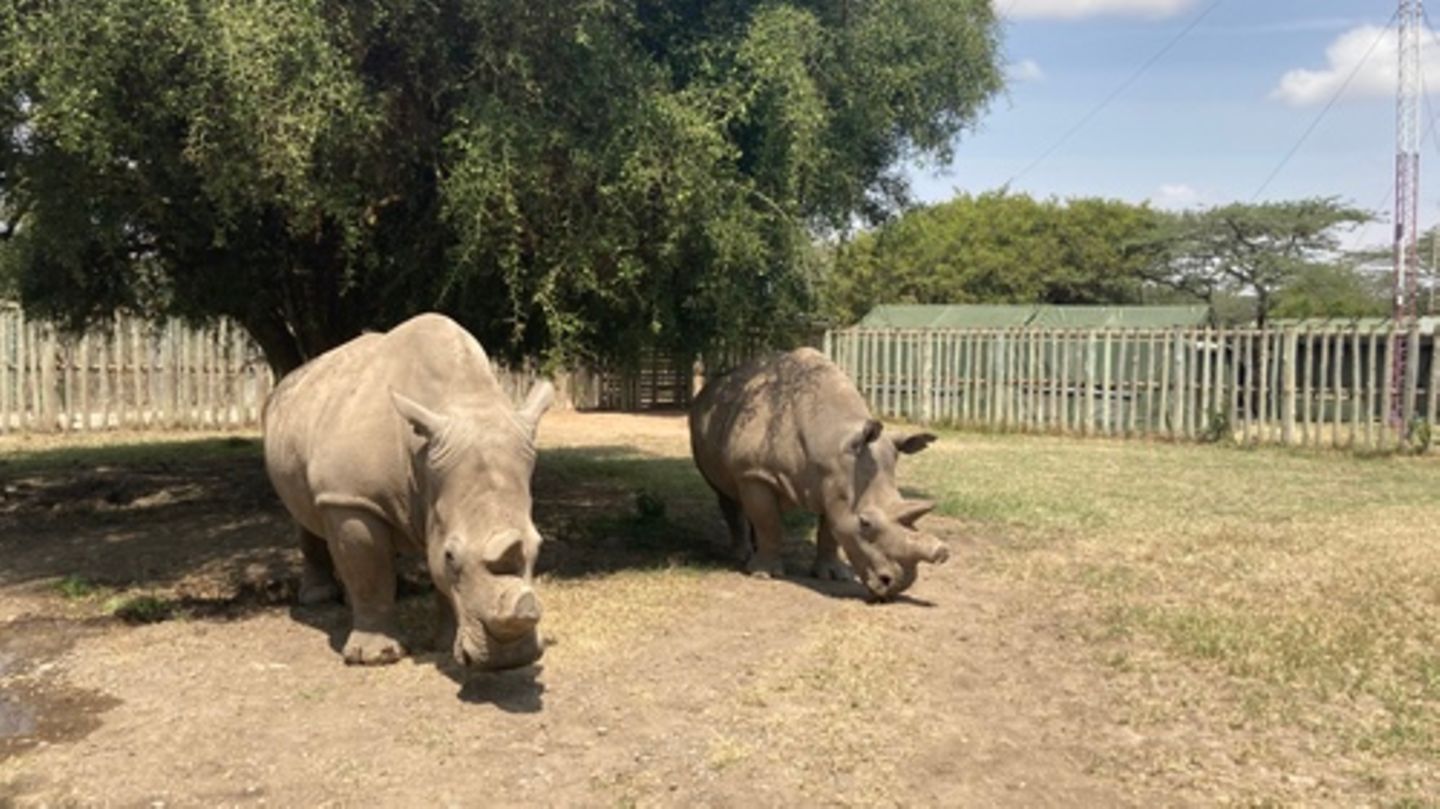 Najin (l) und Fatu (r) stehen in einem Gehege der Ol Pejeta Conservancy. Das Nördliche Breitmaulnashorn ist fast ausgestorben