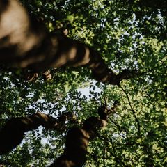 live & kostenlos: Der nationale Waldgipfel 2021 – mit Robert Habeck, Luisa Neubauer und Co.