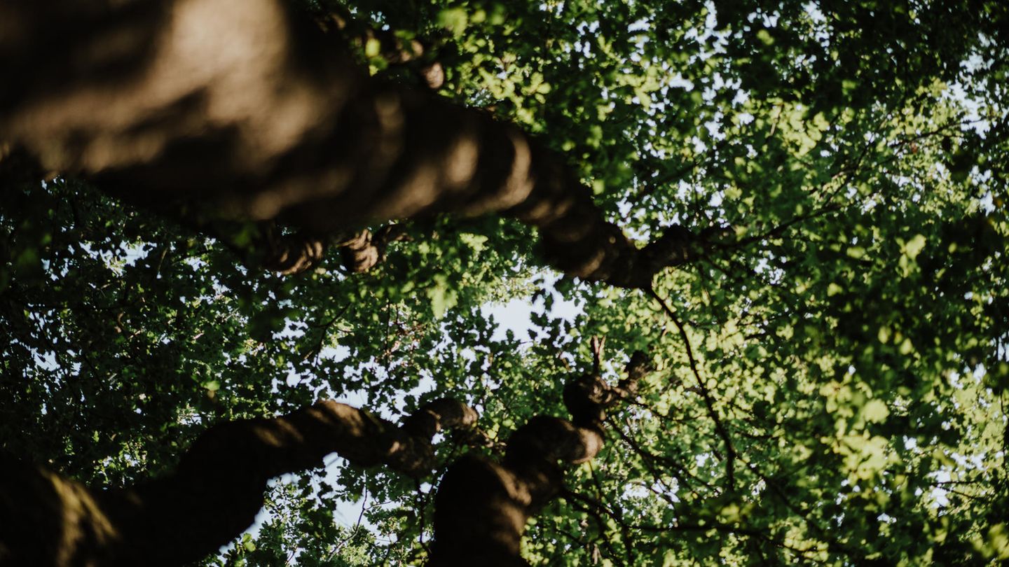 live & kostenlos: Der nationale Waldgipfel 2021 – mit Robert Habeck, Luisa Neubauer und Co.