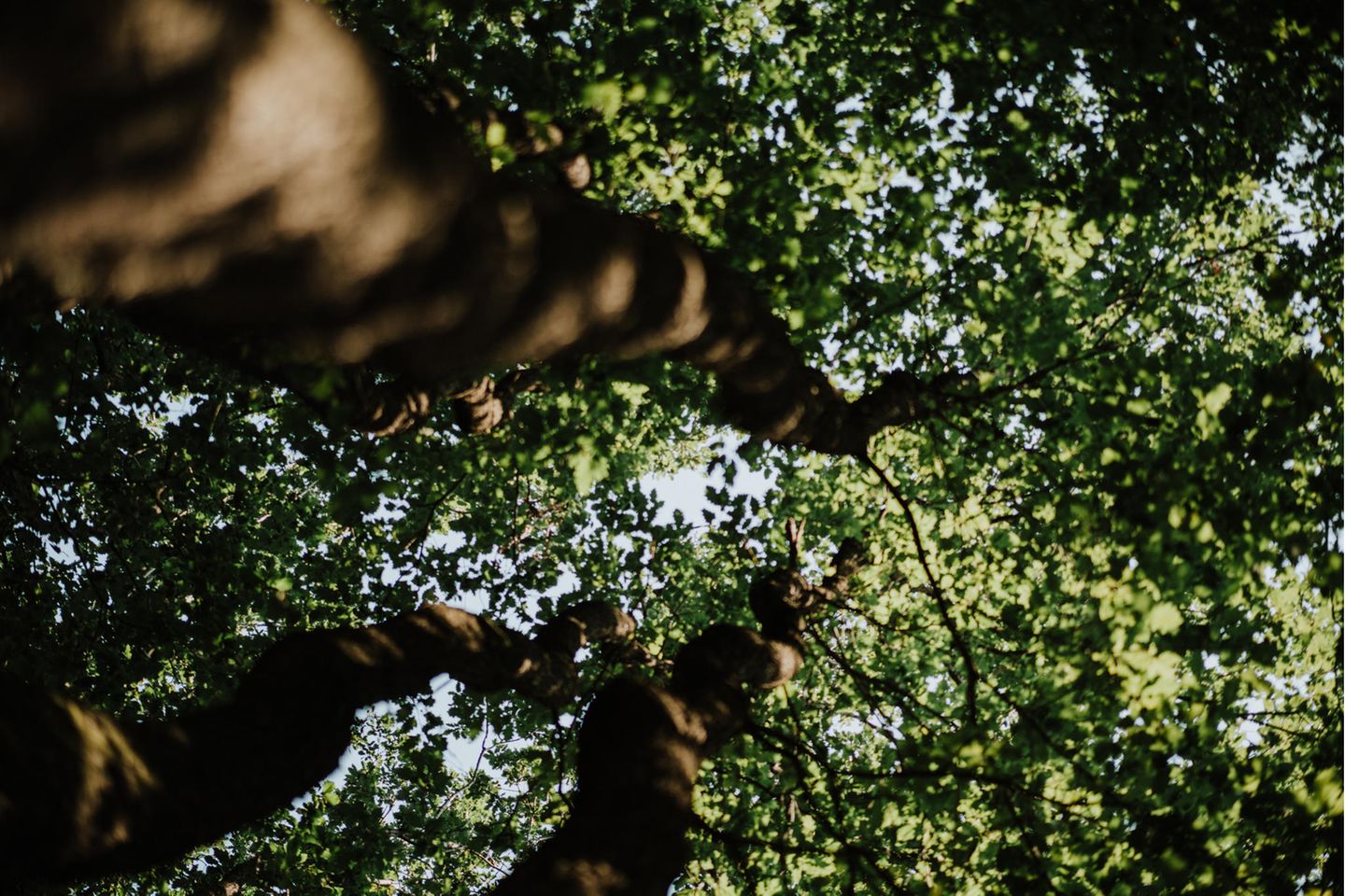 live & kostenlos: Der nationale Waldgipfel 2021 – mit Robert Habeck, Luisa Neubauer und Co.