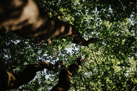 live & kostenlos: Der nationale Waldgipfel 2021 – mit Robert Habeck, Luisa Neubauer und Co.