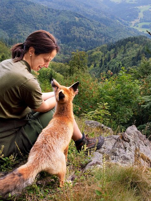 Tierliebe: Das Jahr mit Sophie: Von der Freundschaft zwischen einer Füchsin und einer Forstwirtin