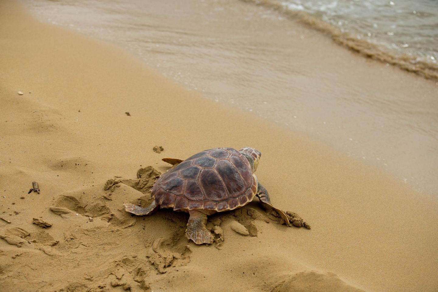 Plastikmüll in den Ozeanen wird auch für junge Meeresschildkröten zur Falle: Grund ist einer Studie zufolge das über Jahrhunderte erworbene Verhalten der Tiere