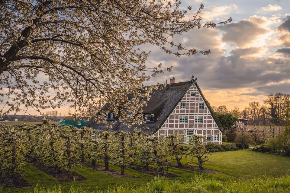 Das Alte Land ist das größte zusammenhängende Obstanbaugebiet Nordeuropas