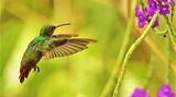 02.08.2021      "Es war eine Augenweide, den vielen verschiedenen Kolibris zuzuschauen. Von einigen gelang mir ein Schnappschuß."      Ort: Dschungelgebiet Corcovado, Costa Rica  Kamera: CANON EOS 700D; F/6.3 ; 1/2500 Sek. ; ISO-3200
