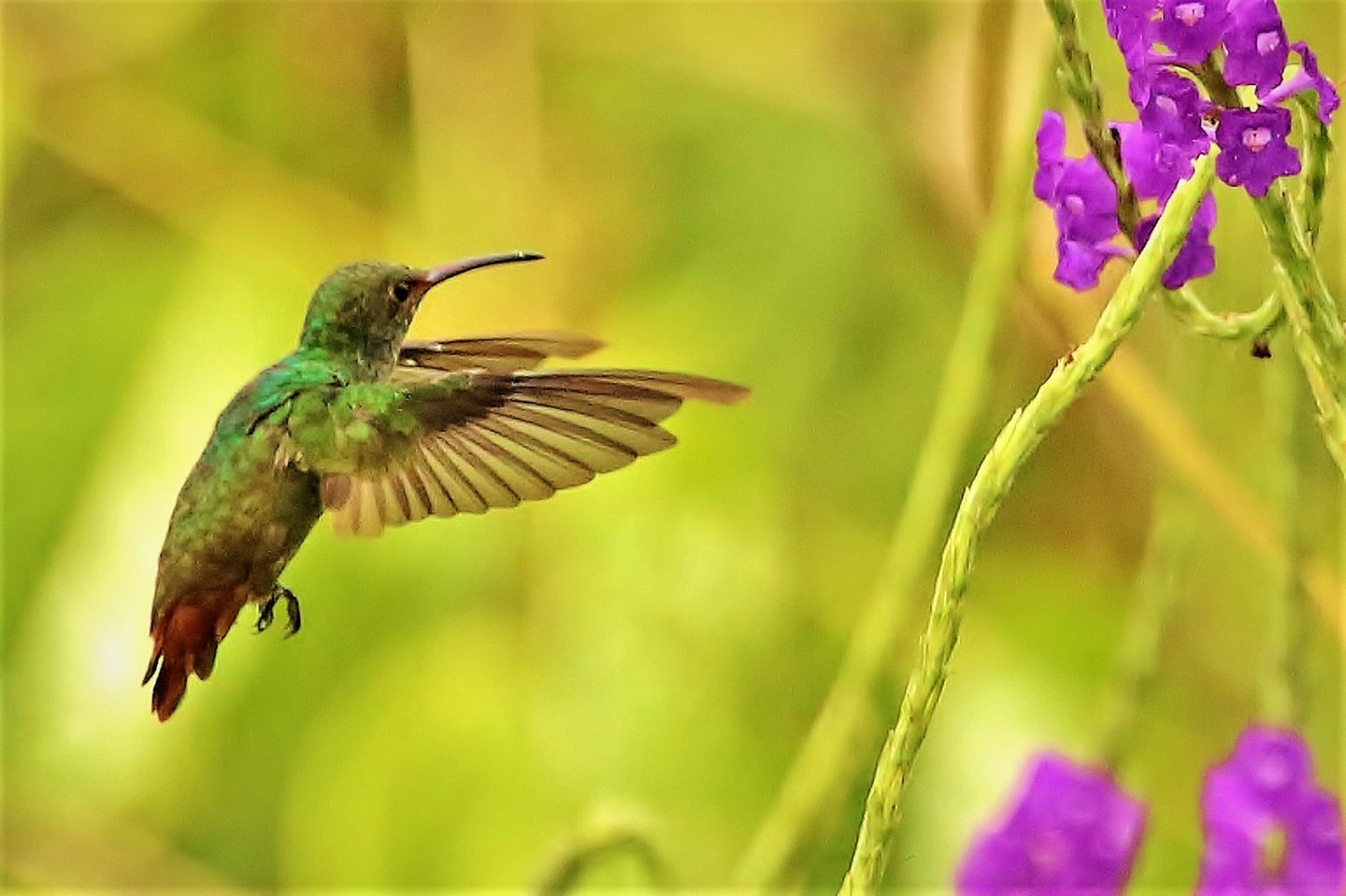 02.08.2021      "Es war eine Augenweide, den vielen verschiedenen Kolibris zuzuschauen. Von einigen gelang mir ein Schnappschuß."      Ort: Dschungelgebiet Corcovado, Costa Rica  Kamera: CANON EOS 700D; F/6.3 ; 1/2500 Sek. ; ISO-3200