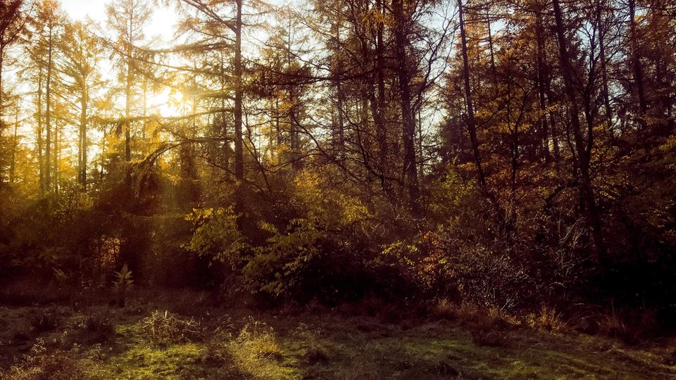 Wald bei Aukrug