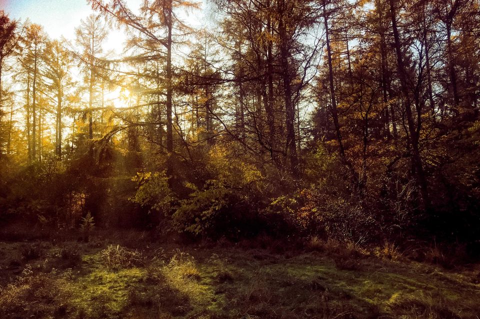 Wald bei Aukrug Wald bei Aukrug