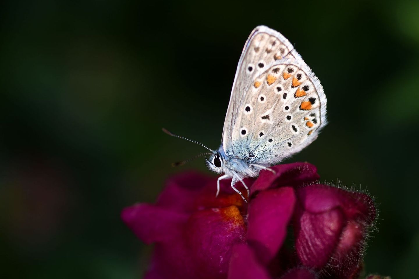 03.08.2021      "Meine bunten Blumen im Garten ziehen Schmetterling an. Eines Morgens saß der kleine Bläuling auf dem Löwenmäulchen und wärmte sich in den ersten Sonnenstrahlen, dabei fiel das Licht wie ein Scheinwerfer auf ihn."      Kamera: Nikon D 7500, Macro