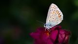 03.08.2021      "Meine bunten Blumen im Garten ziehen Schmetterling an. Eines Morgens saß der kleine Bläuling auf dem Löwenmäulchen und wärmte sich in den ersten Sonnenstrahlen, dabei fiel das Licht wie ein Scheinwerfer auf ihn."      Kamera: Nikon D 7500, Macro