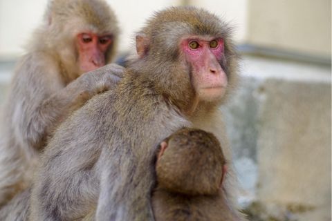 In Japan gibt es mehr als 100.000 wild lebende Makaken