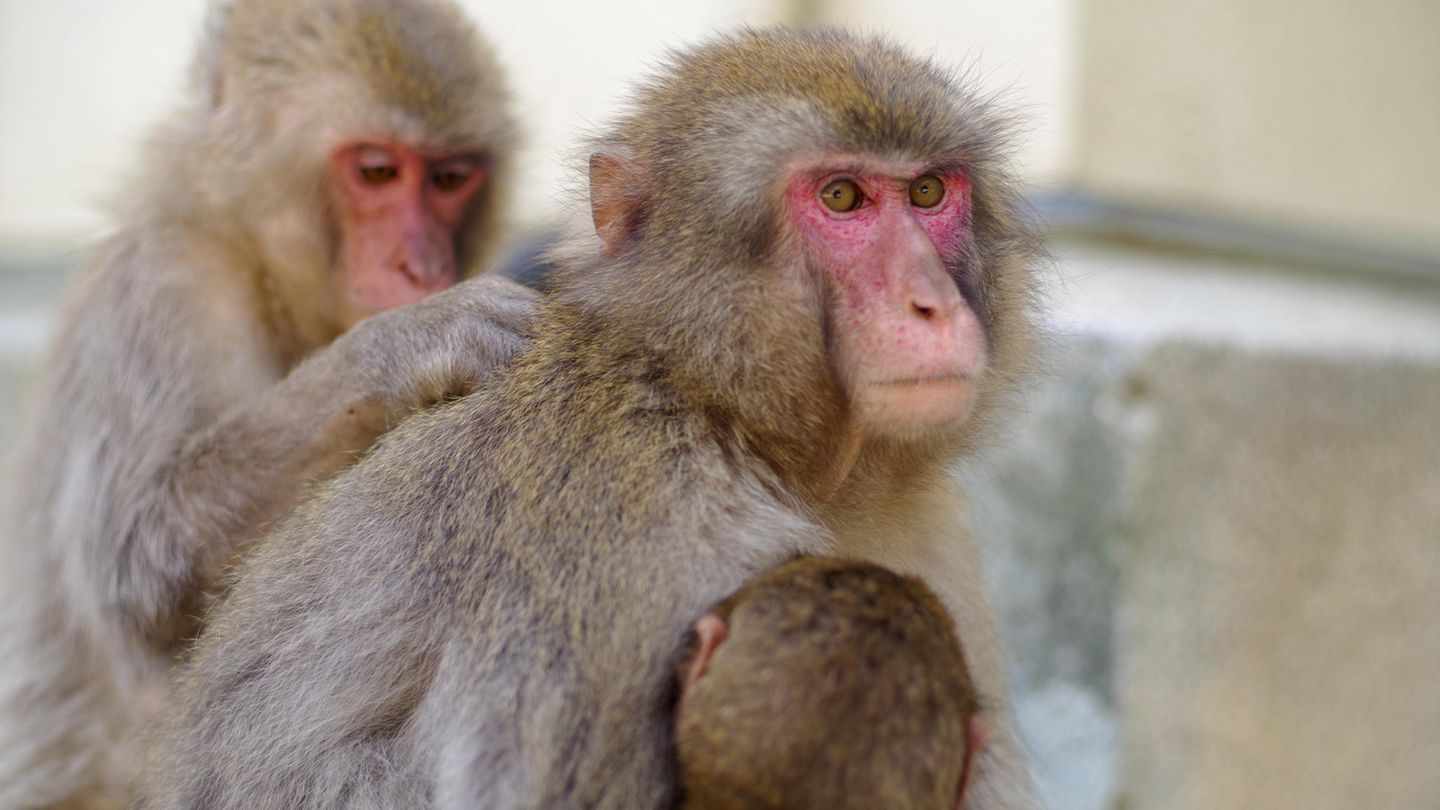In Japan gibt es mehr als 100.000 wild lebende Makaken