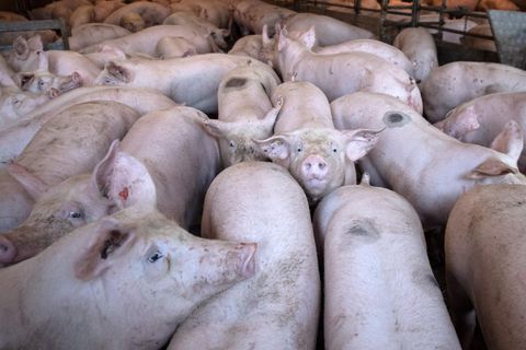 Nur etwa jedes hundertste Schwein darf auch mal im Dreck wühlen