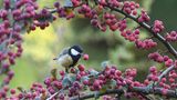 Eine kleine Kohlmeise im Beerenparadies