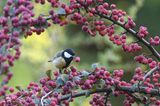 Eine kleine Kohlmeise im Beerenparadies