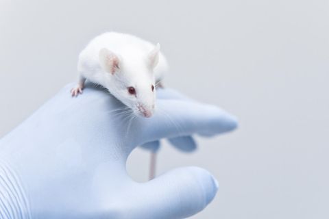 1.350.727 Mäuse starben 2017 im Tierversuch.