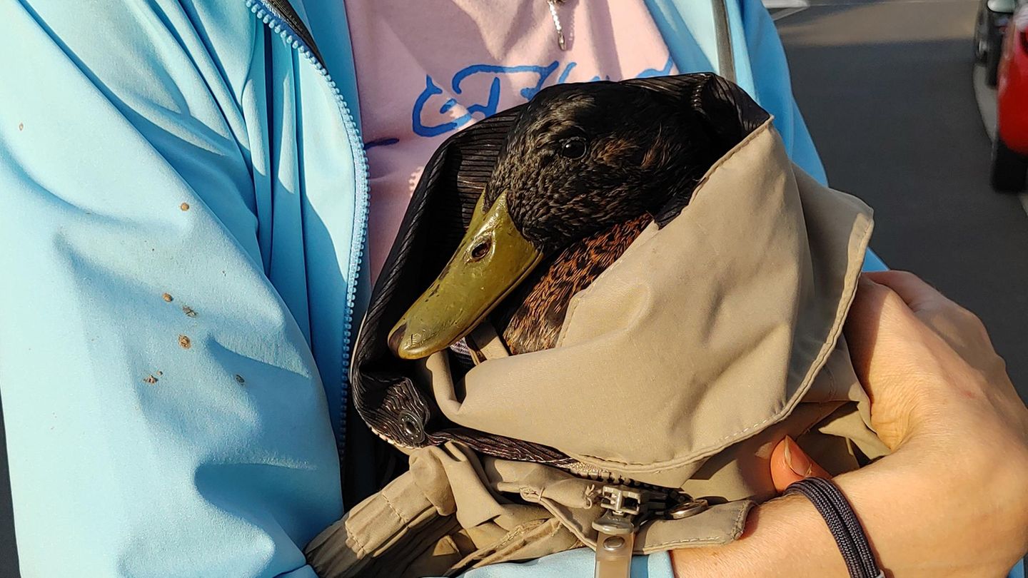 Eine Mitarbeiterin des Tierschutzvereins Wachtberg hält eine zusammengekauerte Ente auf dem Arm