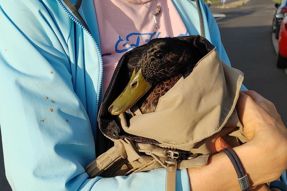 Eine Mitarbeiterin des Tierschutzvereins Wachtberg hält eine zusammengekauerte Ente auf dem Arm