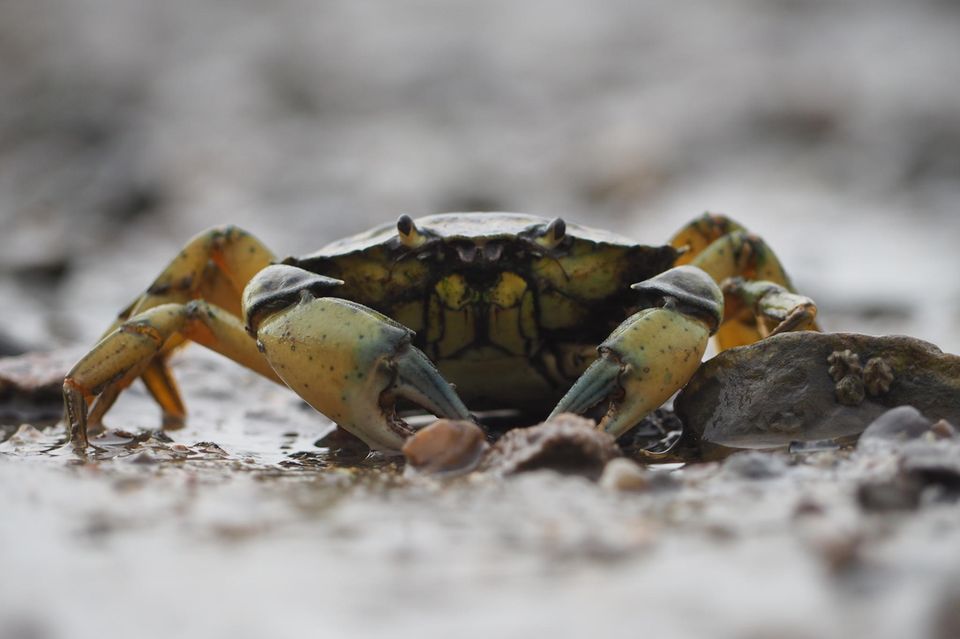 Ein kleiner Krebs im Wattenmeer Ein kleiner Krebs im Wattenmeer