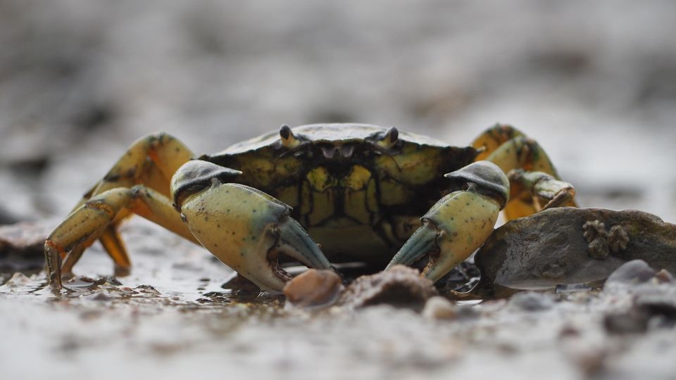 Ein kleiner Krebs im Wattenmeer