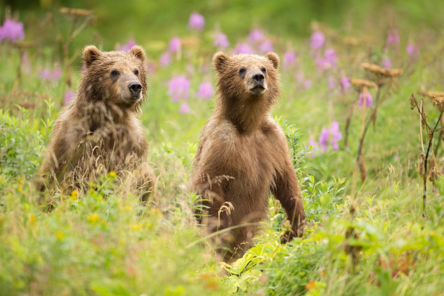 Kodiak Bärenkinder auf Kodiak Island