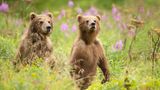 Kodiak Bärenkinder auf Kodiak Island