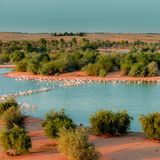 Flamingos am Al Qudra Lake in Dubai