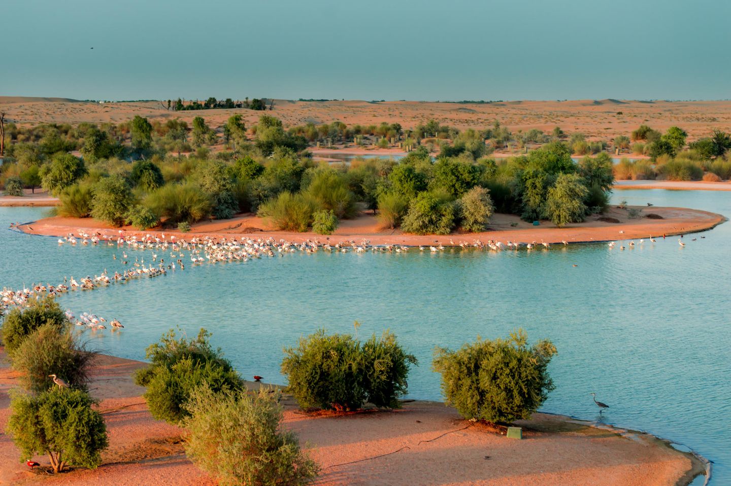 Flamingos am Al Qudra Lake in Dubai