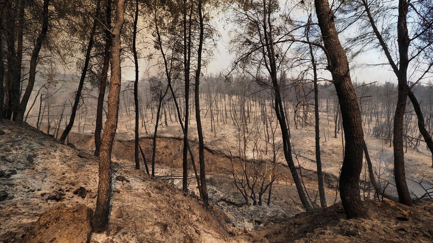 Ein verbrannter Wald in der Nähe des Dorfes Limni, etwa 160 Kilometer nördlich von Athen, auf der Insel Euböa. In Teilen Südeuropas und in Griechenland kämpfen die Menschen weiter gegen heftige Waldbrände und extreme Hitze