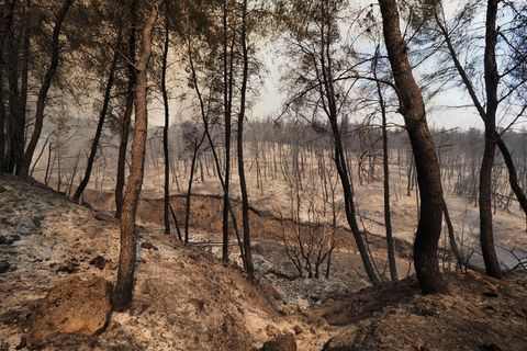 Ein verbrannter Wald in der Nähe des Dorfes Limni, etwa 160 Kilometer nördlich von Athen, auf der Insel Euböa. In Teilen Südeuropas und in Griechenland kämpfen die Menschen weiter gegen heftige Waldbrände und extreme Hitze