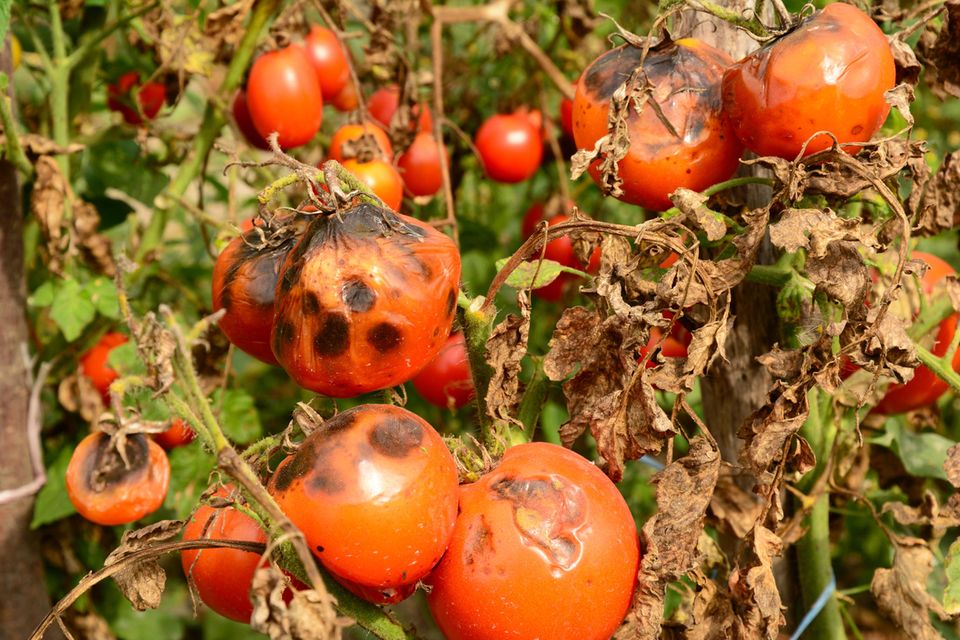 Kraut- und Braunfäule an Tomatenpflanzen