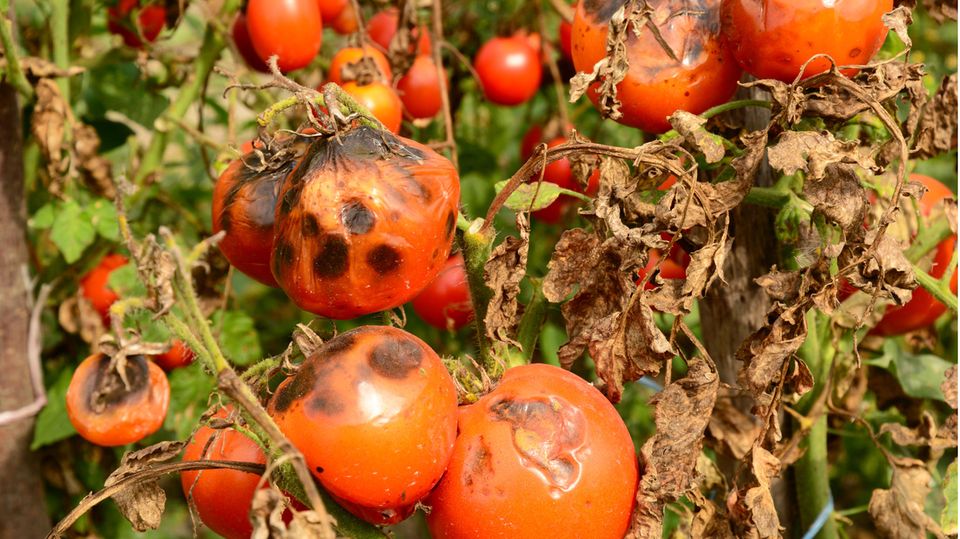 Kraut- und Braunfäule an Tomatenpflanzen Kraut- und Braunfäule an Tomatenpflanzen
