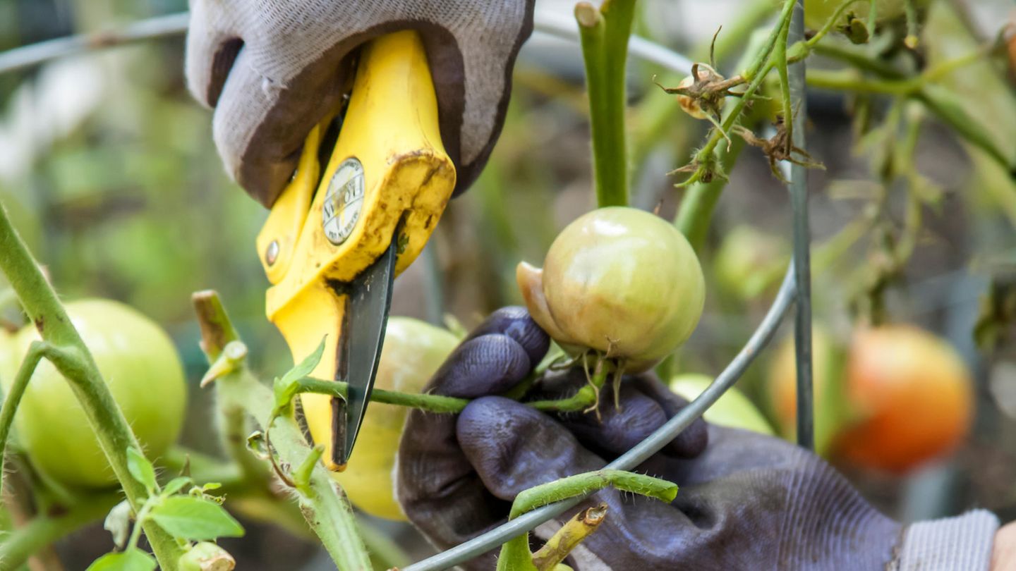 Ein Gärtner schneidet mit Braunfäule infizierte Tomaten von einer Pflanze ab Ein Gärtner schneidet mit Braunfäule infizierte Tomaten von einer Pflanze ab