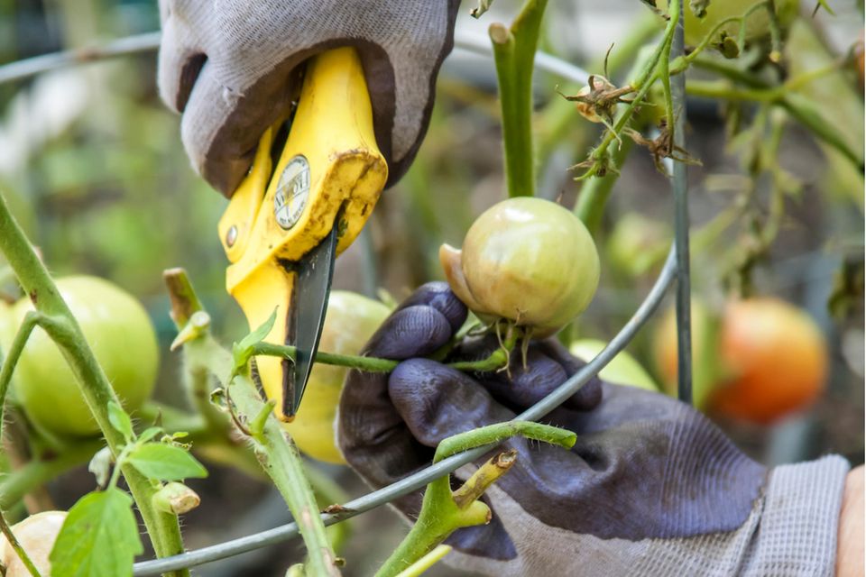 Ein Gärtner schneidet mit Braunfäule infizierte Tomaten von einer Pflanze ab