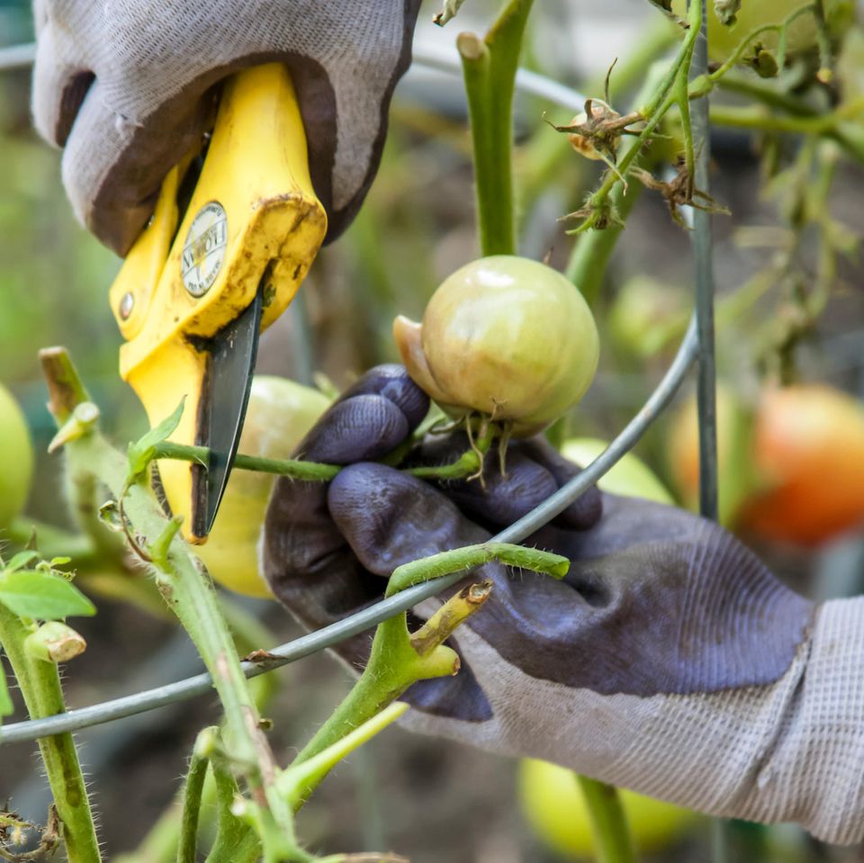 Ein Gärtner schneidet mit Braunfäule infizierte Tomaten von einer Pflanze ab